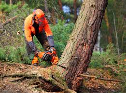 Leaf Removal in Sleepy Hollow, NY