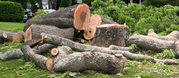 Best Commercial Tree Services  in Sleepy Hollow, NY