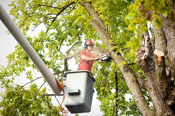 Sleepy Hollow, NY Tree Care Company