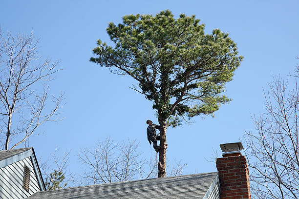 How Our Tree Care Process Works  in  Sleepy Hollow, NY